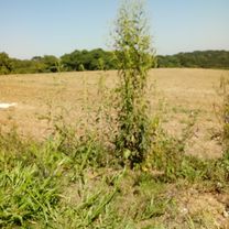 De Rua Iuca 235 a Rua Iuca 235