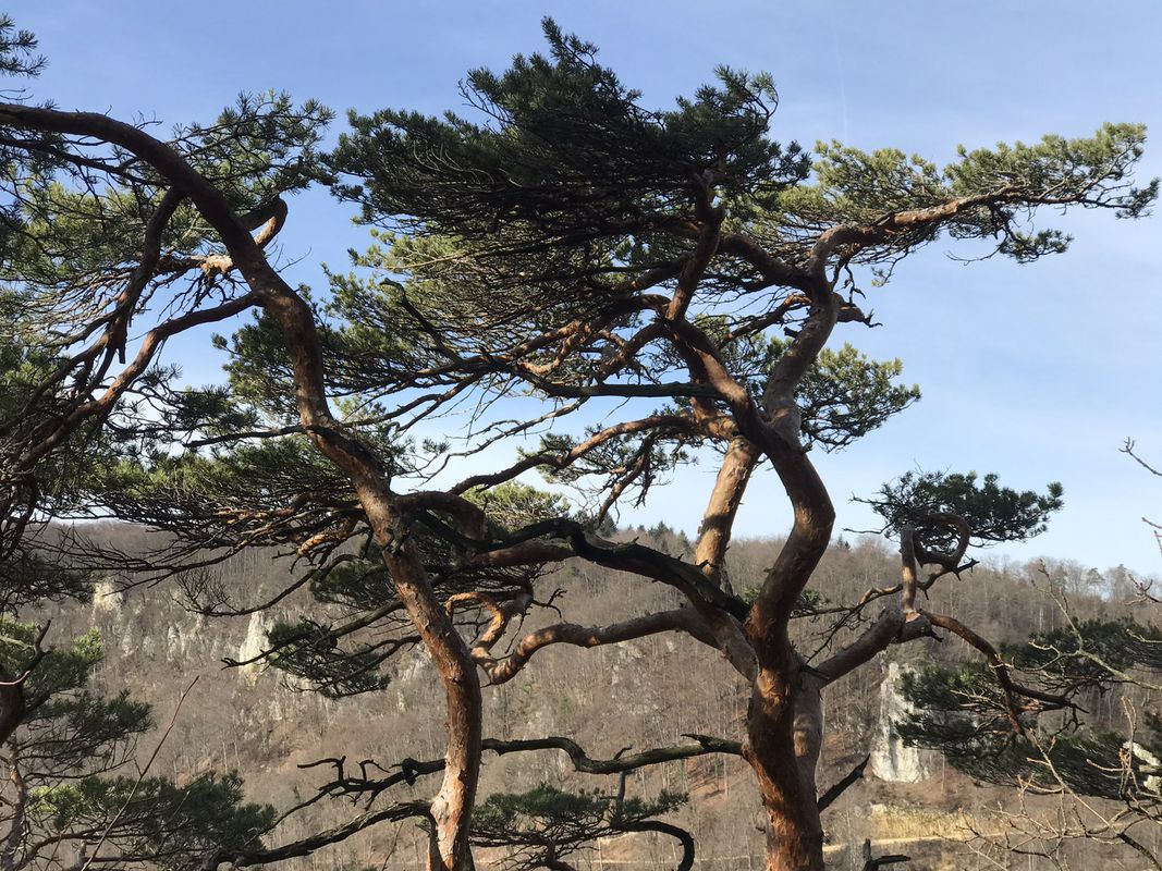 Herrenberg/Bürenflueh