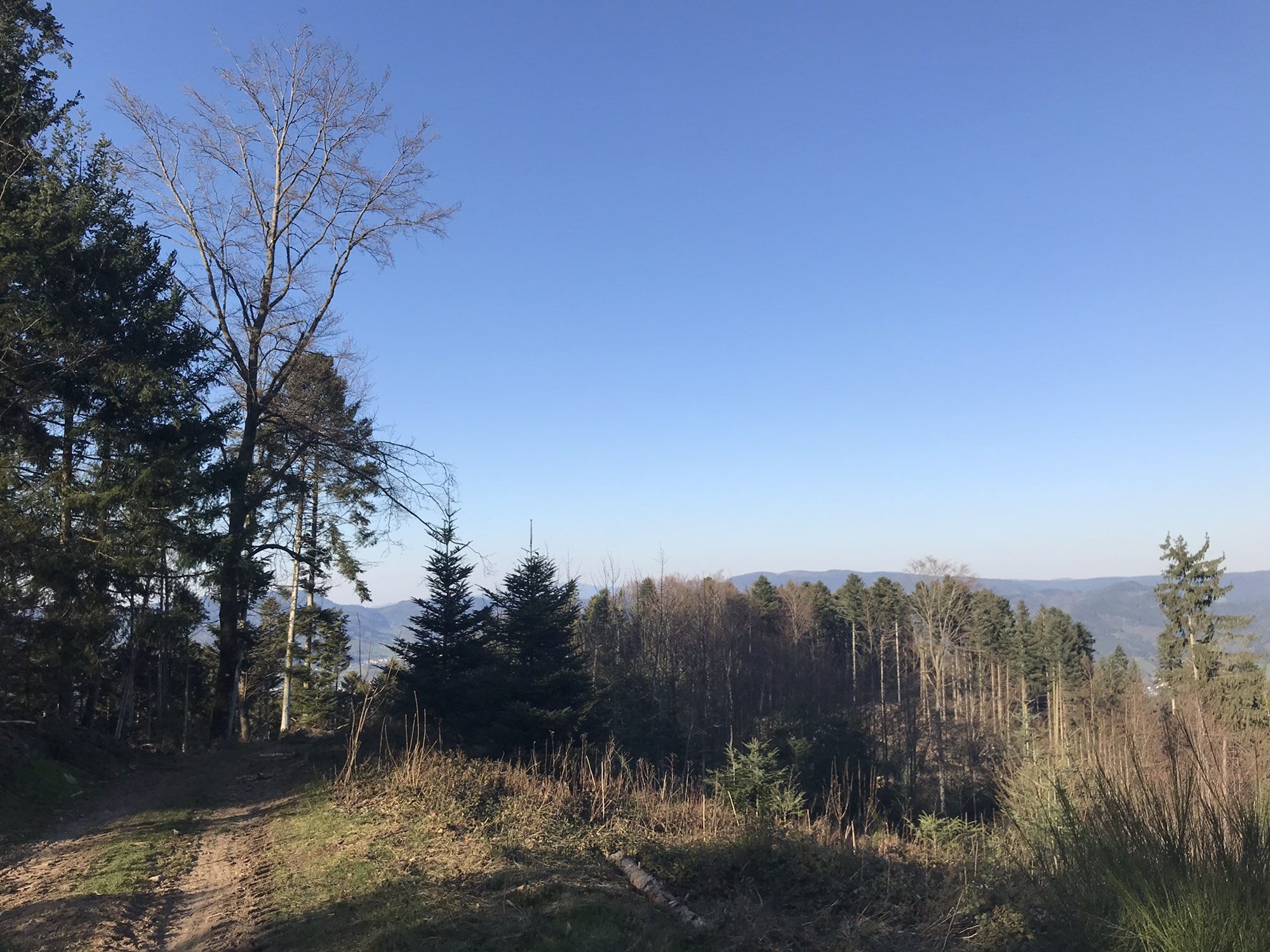 Langeckstraße 18, Lahr/Schwarzwald to Langeckstraße 18, Lahr/Schwarzwald