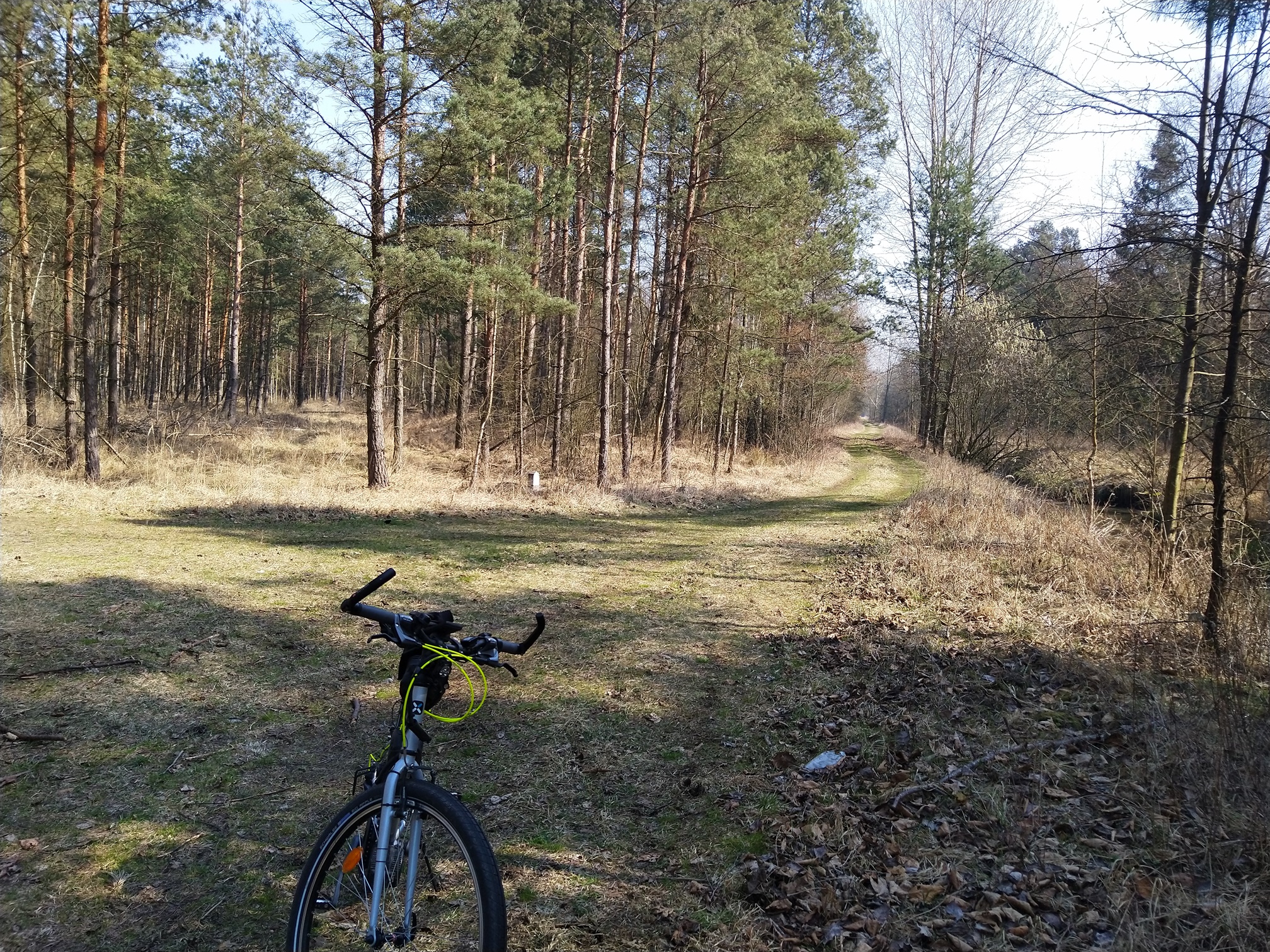 2020/03 Libiąż lasy