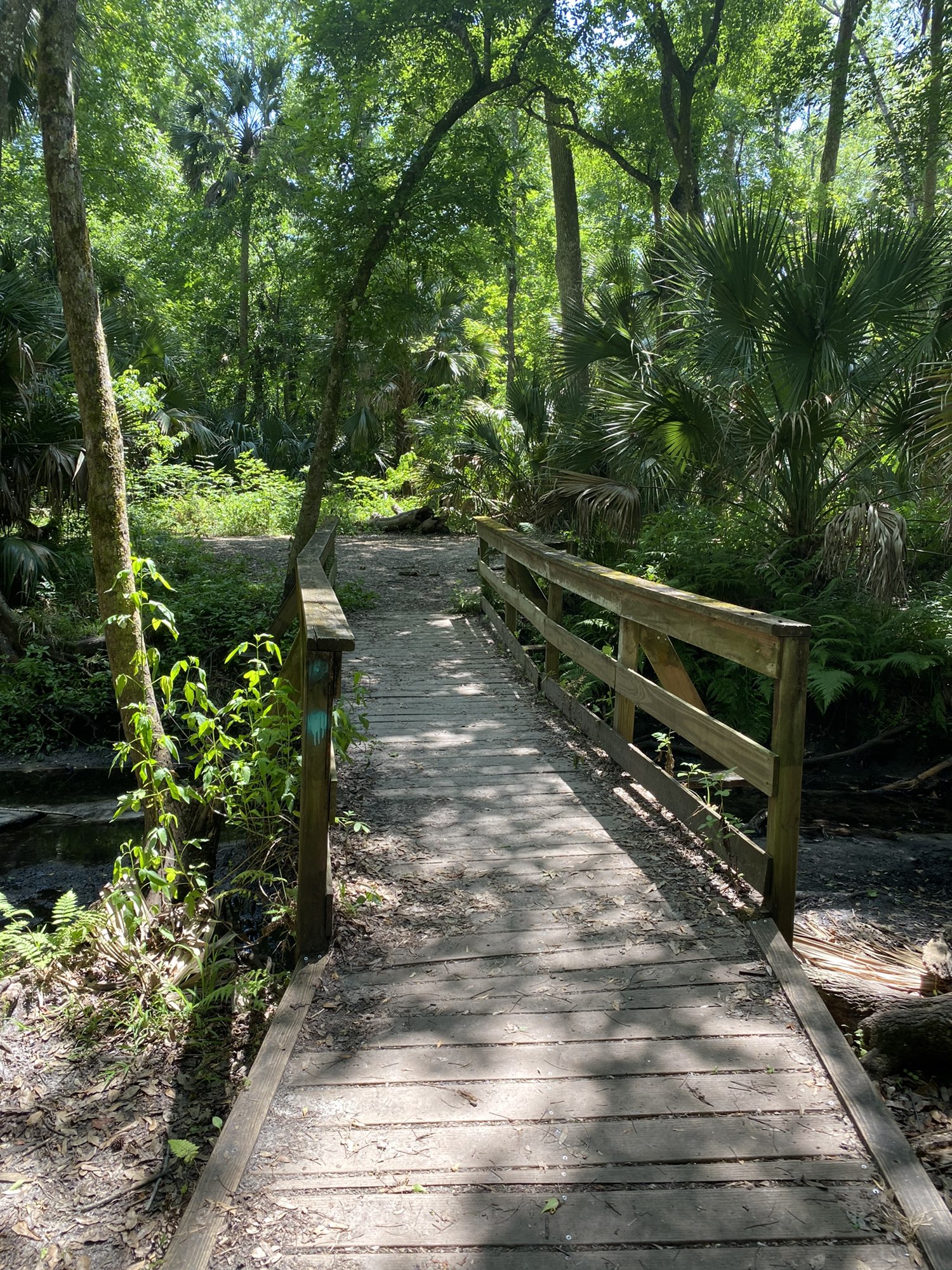 Soldiers Creek to Osprey Trail to Big Tree and back