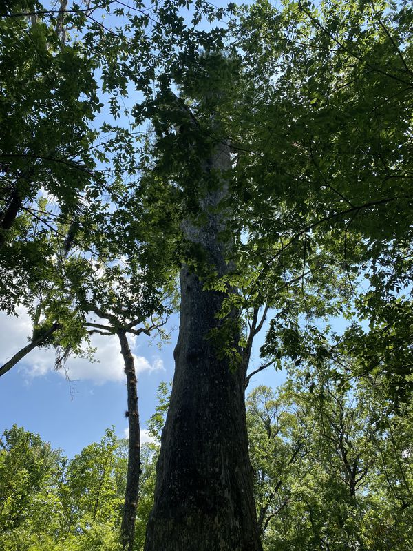 Soldiers Creek to Osprey Trail to Big Tree and back
