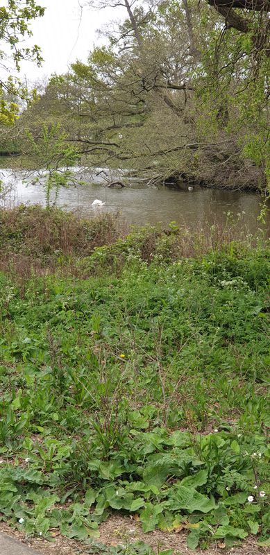 The Green 17 to Worlds End Lane 119