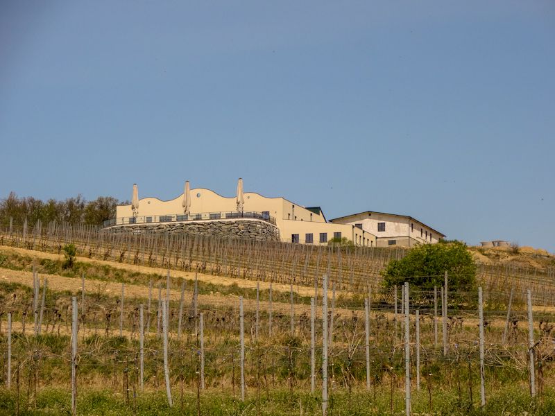 Sandberg Großschweinbart