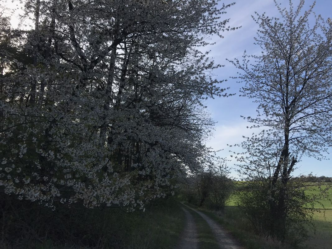 Shillig schöne Strecke Krems - Hernals, Wien