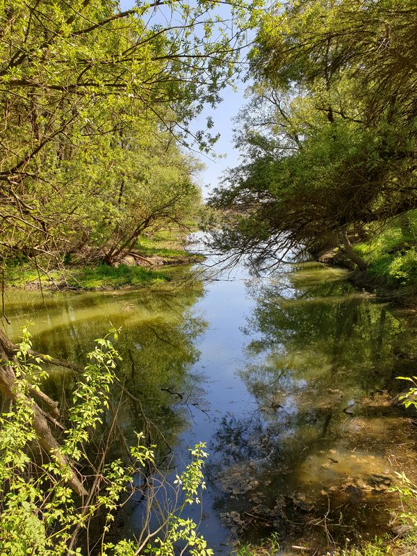 Ős Dráva