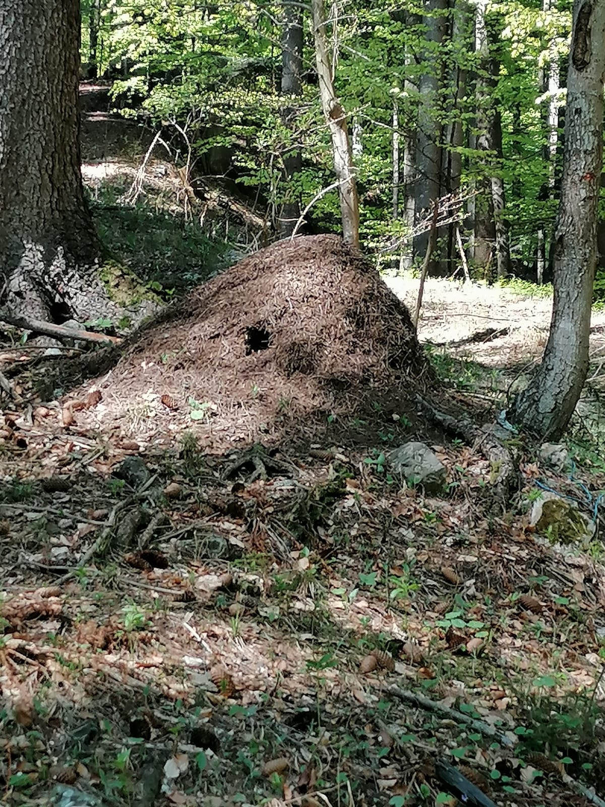 Hermagor Postran Kühwegeralm