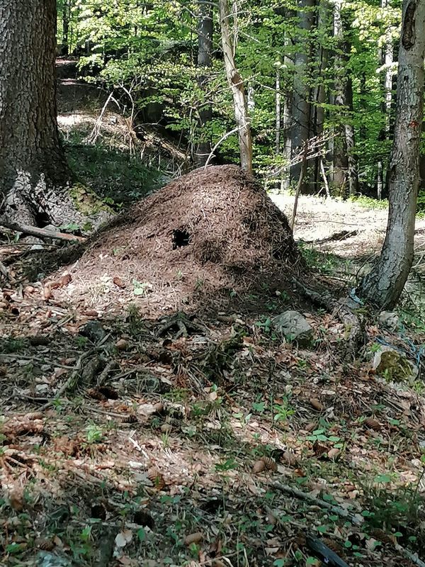 Hermagor Postran Kühwegeralm