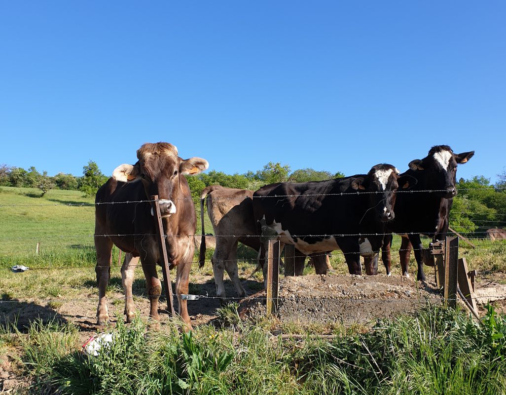 Roodt/Syr entlang der Mosel über Manternach und Betzdorf zurück