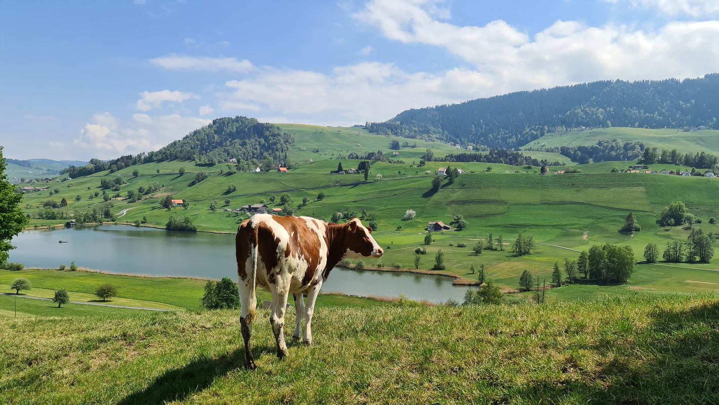 Käpfnach - Hüttnersee - Käpfnach