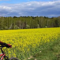 Żółte wzgórza nad Wolą Wydrzyna