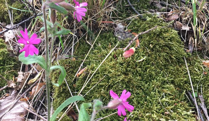 Photo 1 of the Bikemap route "Steady ride in Pilisszentkereszt"