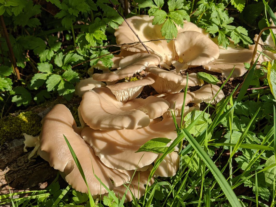 Westerly Street 2304, Abbotsford to Westerly Street 2301, Abbotsford