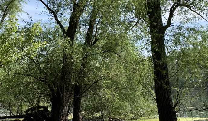 Photo 2 of the Bikemap route "Wunderschöne Runde am Rhein"