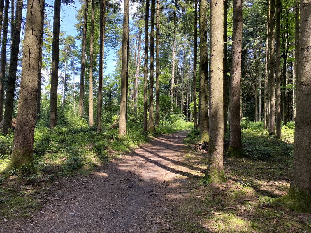 Wittigkofen - Rubigen - Wittigkofen
