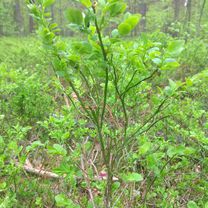 Wilcza, Jaworzno do Ławczana 74, Jaworzno