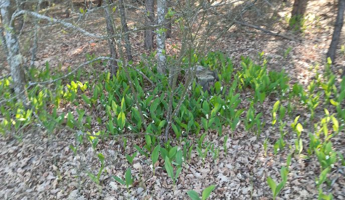 Foto 2 del percorso Bikemap "От Школа до вулиця Залізнична 9, Коцюбинське"