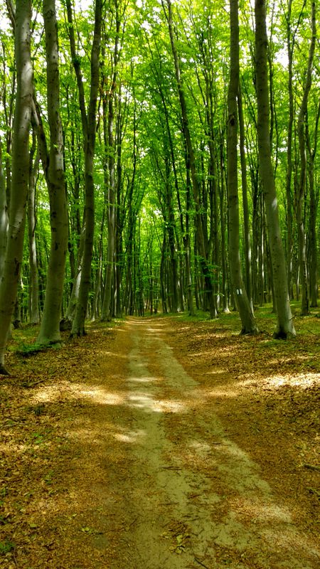 BT Cluj Tura Faget 24.3 Km 550-550m 4h