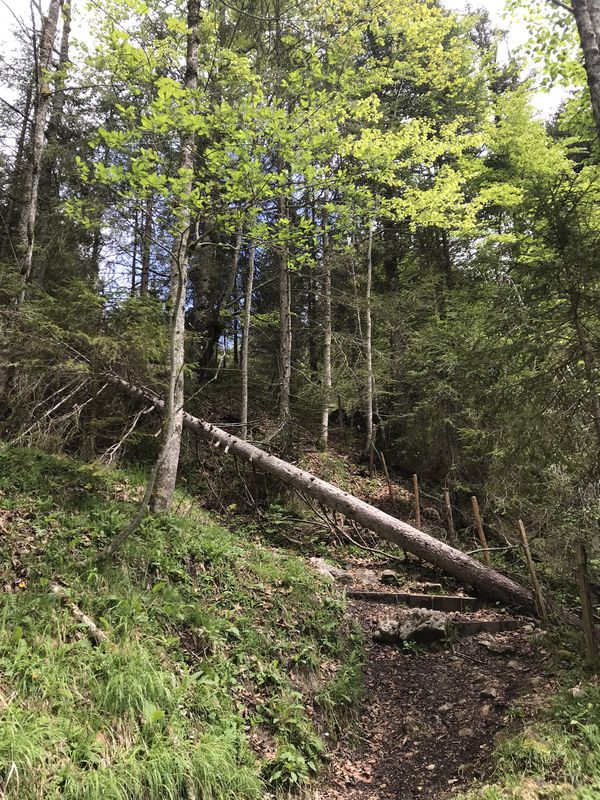 Route stable en Cerniat FR