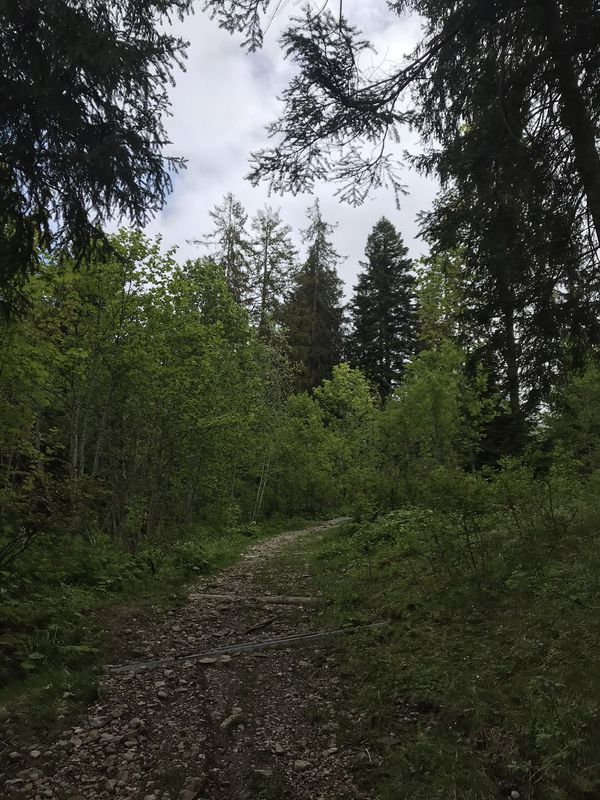 Route stable en Cerniat FR