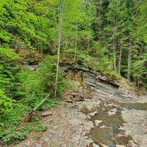 Ardeluta & DF Tarcuta