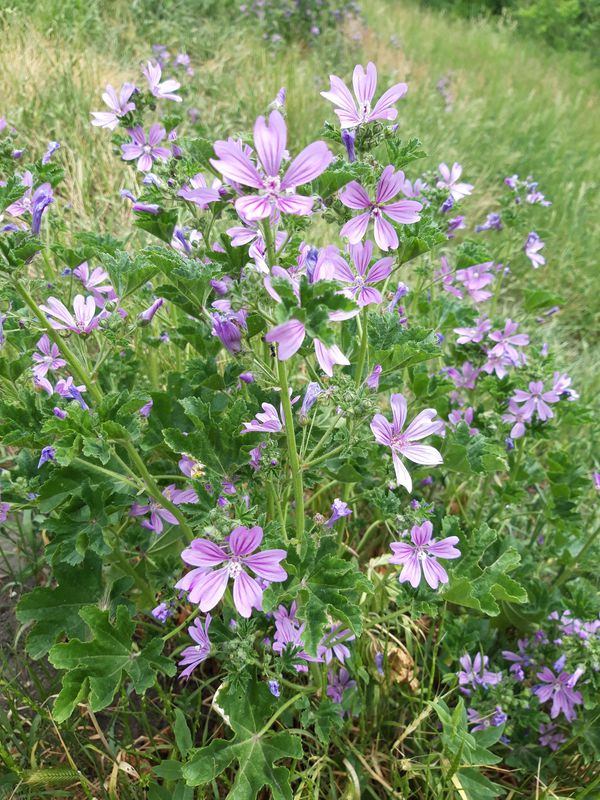 44119 167b, Algyő to Szeder utca 30, Algyő