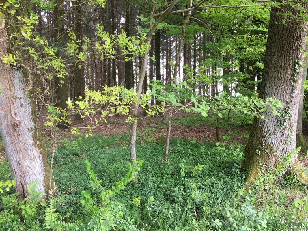 abwechslungsreiche MTB-Route mit Singletrail