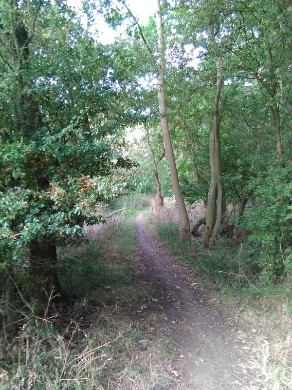 Hatley Wood Spaghetti