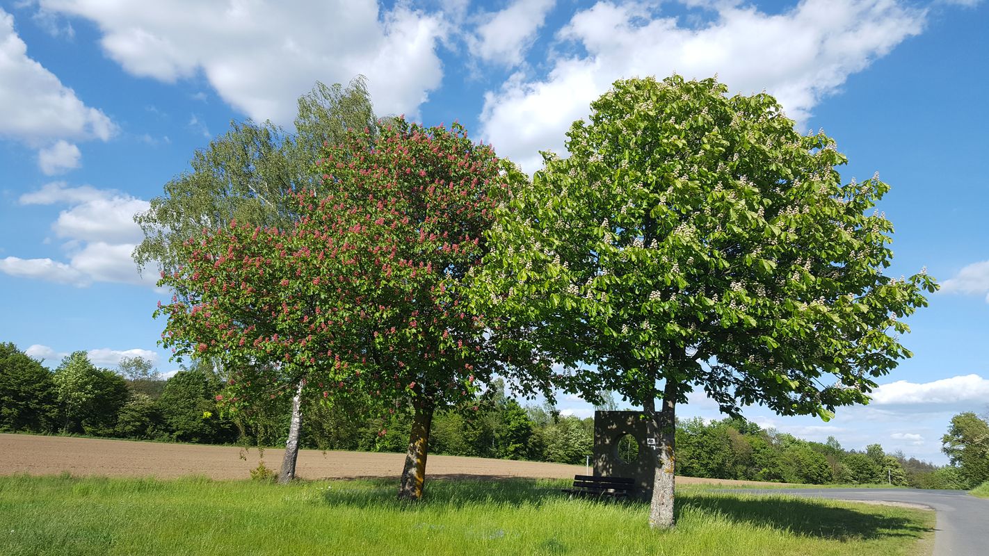 Voh, Waldau, Braunetsrieth, Lohma