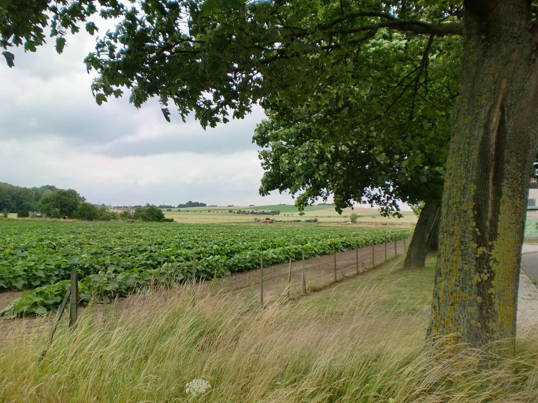 NS335: Calenberger Land - 1