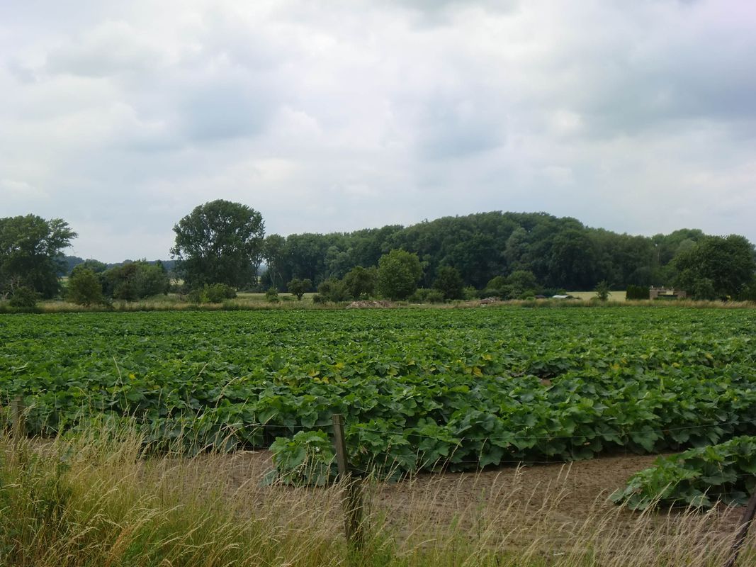 NS335: Calenberger Land - 1