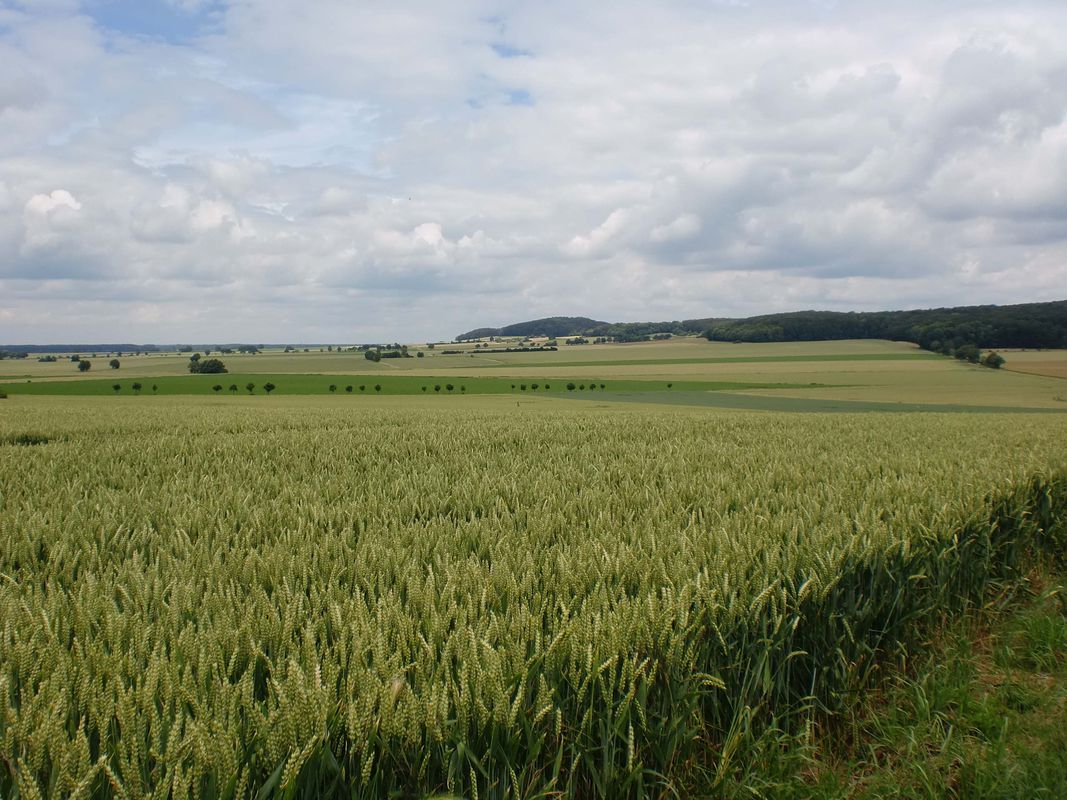 NS335: Calenberger Land - 1