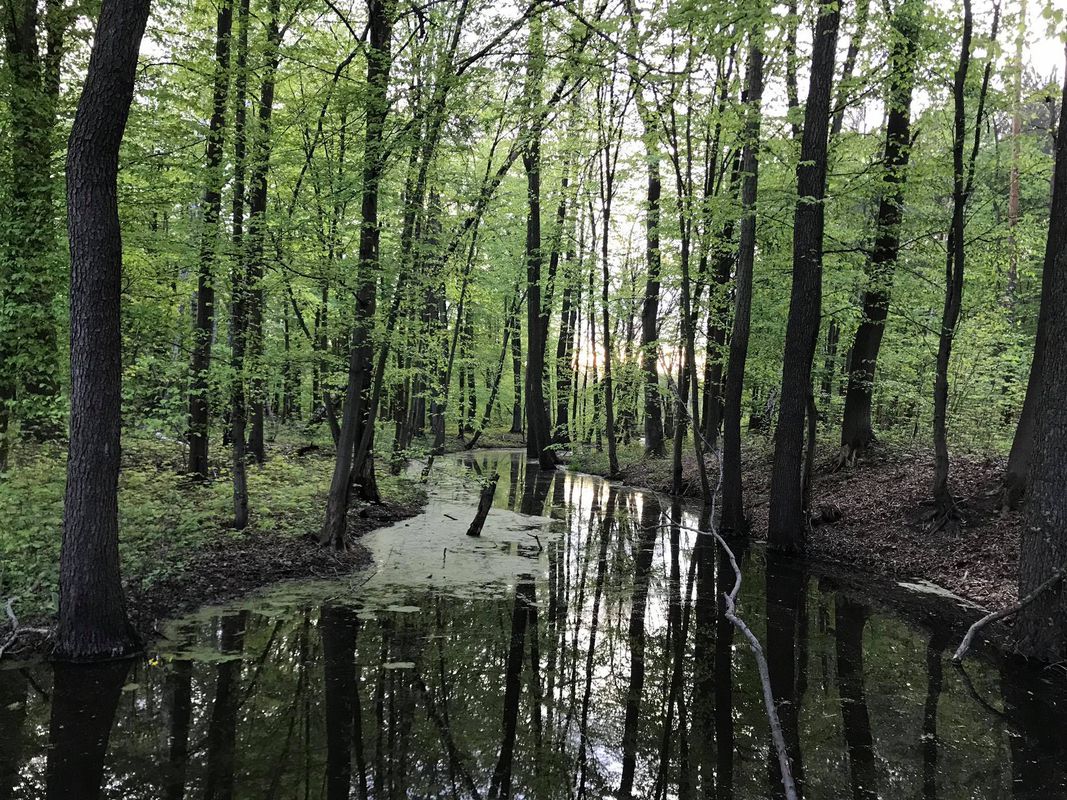 Okolice Żyrardowwa