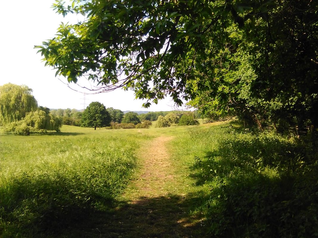 Northern Woods