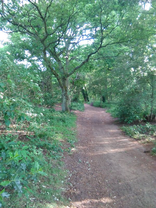 Northern Woods