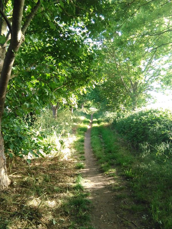 Northern Woods