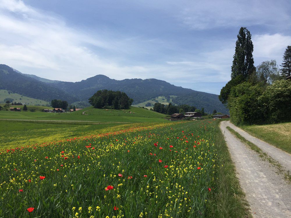 Bütschelegg-Wattenwil-Uetendorf-Wrach. 43km,430hm