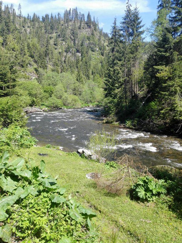 Maguri - Steaua - Blajoaia - Smesul Rece