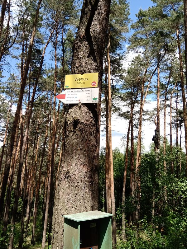 Lubin -Góra Wenus Juszowice