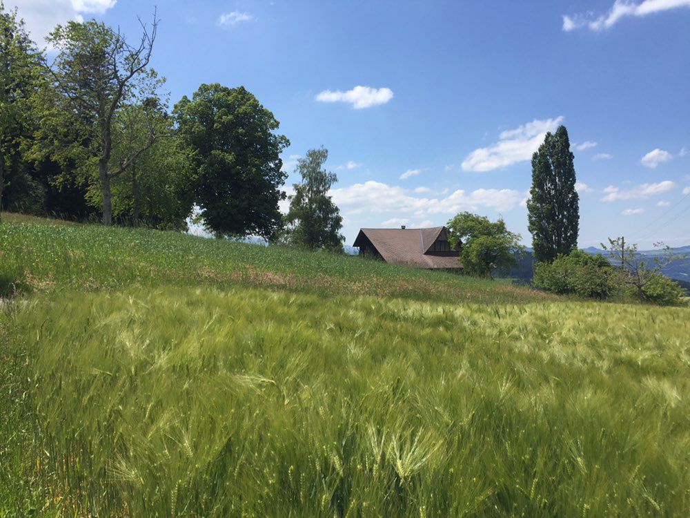 Güggel-Freimettigen-Wrach. 14km,110hm