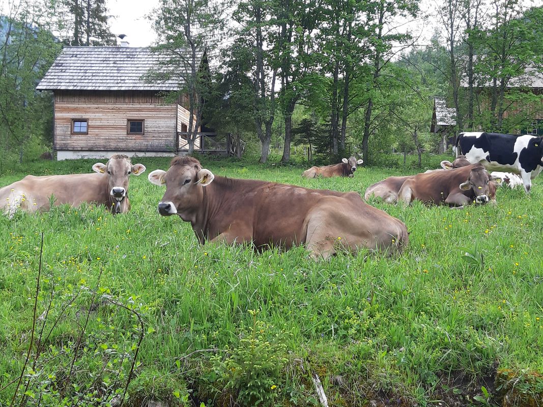 Thörl 3 nach Kurhausplatz 63, Bad Aussee