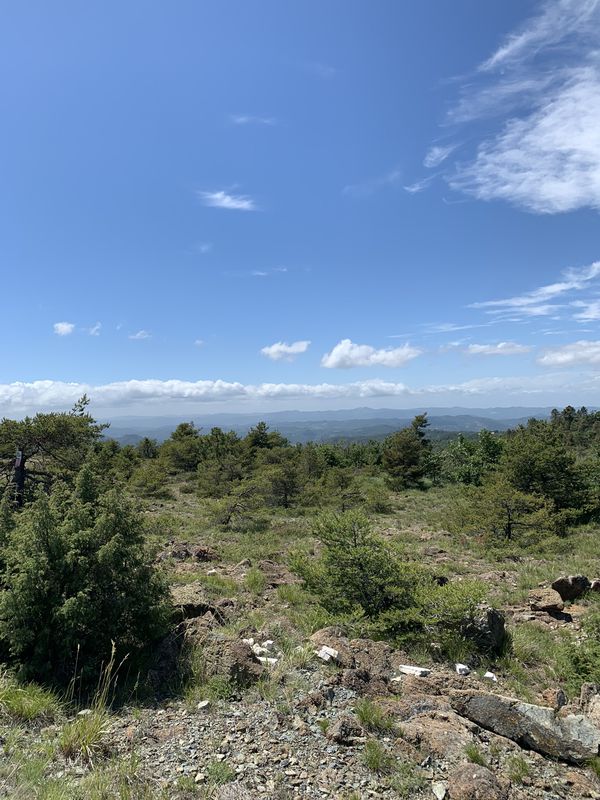 Black Mamba 🐍 first chapter