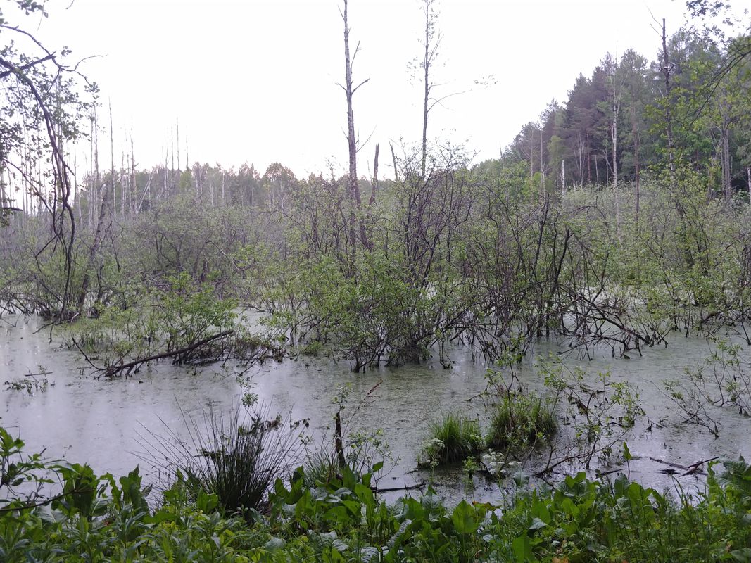 błądzenie za dajtkami