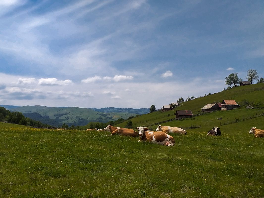 Sibiel MTB Green 57 km Sibiel - TransSibiel - Crint - Jina - Tilisca - Saliste - Vale - Sibiel (ADE 31)