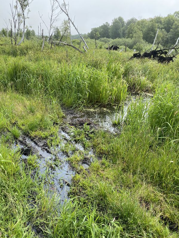 Łeba - Izbica torfowiska - Czołpino wydmy - plaża Łeba