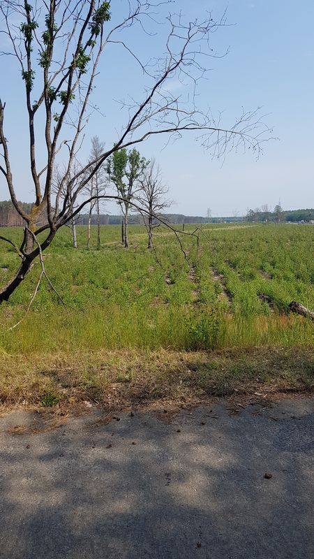 Waldbrandgebiet 2018 A9 Ferch
