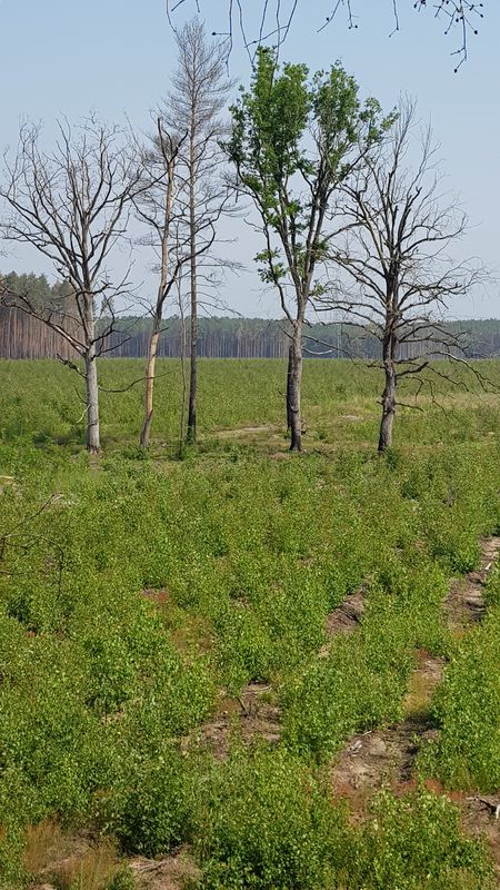 Waldbrandgebiet 2018 A9 Ferch