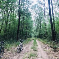 padurea cernica 2020 izvor