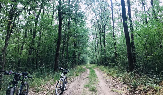 Photo 1 of the Bikemap route "padurea cernica 2020 izvor"