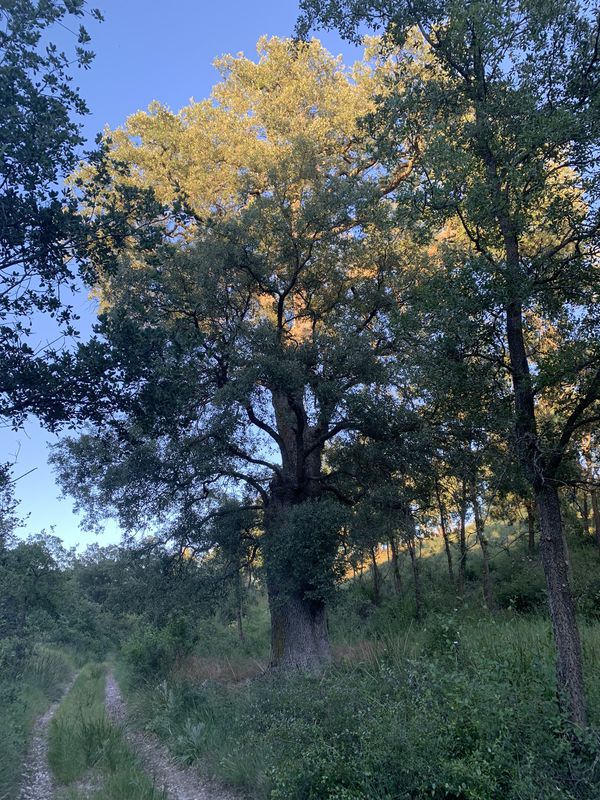 Paseo lento en Valoria la Buena